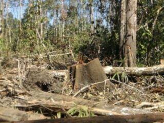 HUTAN LINDUNG KANGEAN DI AMBANG KEHANCURAN
